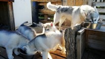 The most important ritual, the morning feeding of 5 hungry Husky.