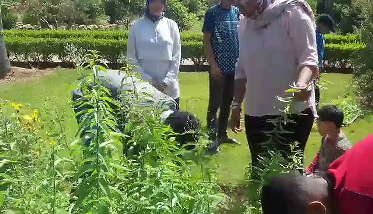 Récolte des plantes aromatiques