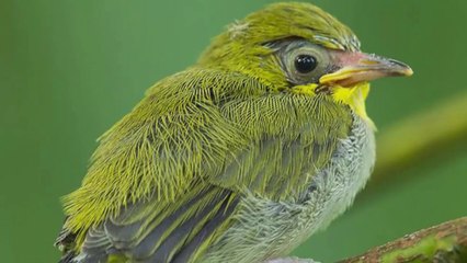 Không ngờ vành khuyên cũng có tật xấu mỗi khi làm tổ