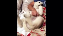 Best Of Cute Golden Retriever Puppies Compilation #11 - Funny Dogs 2018_13-06-2018_1