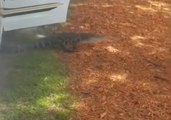 Alligator Gets Ride Home in Florida Police Car