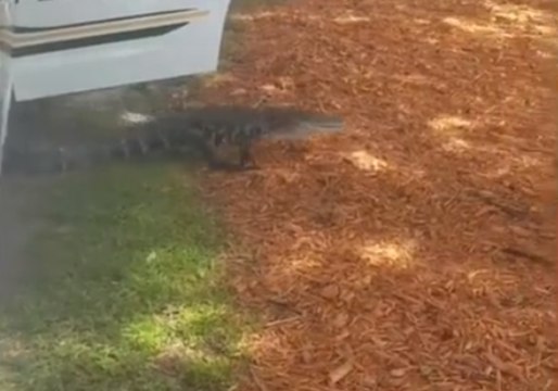 Alligator Gets Ride Home in Florida Police Car