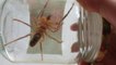 İlk Defa Bilecik'te Görülan Et Yiyen Örümcek Yüzünden Halk Diken Üstünde