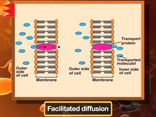 NCERT Biology Class 11