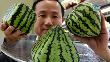 Ne Shtepine Tone, 26 Qershor 2018, Pjesa 1 - Shalqini