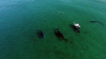 Migration de baleines