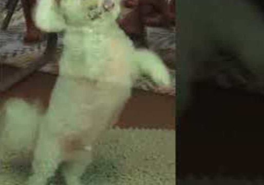 Cute Dog Furiously Scratches on Door for Attention