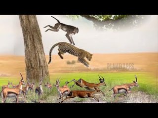 Leopard Jumps To Hunt  Impala But The Clever Monkey Is waiting