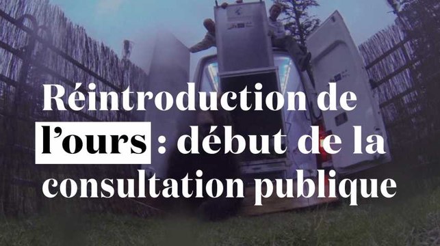 Réintroduction de l'ours dans les Pyrénées : consultation publique ouverte