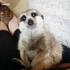 Uykuya karşı direnemeyen sevimli mirket