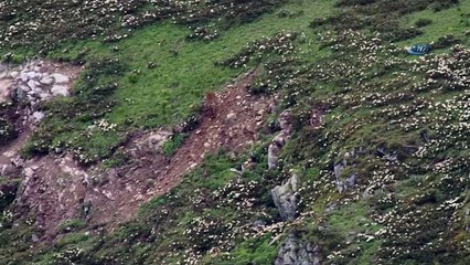 - Dişi geyik yavrularına saldırmaya çalışan kurdu kovaladı