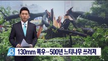 130mm 기습 폭우…500년 느티나무 쓰러져