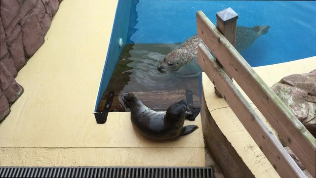 Corail, bébé phoque du Mont Mosan