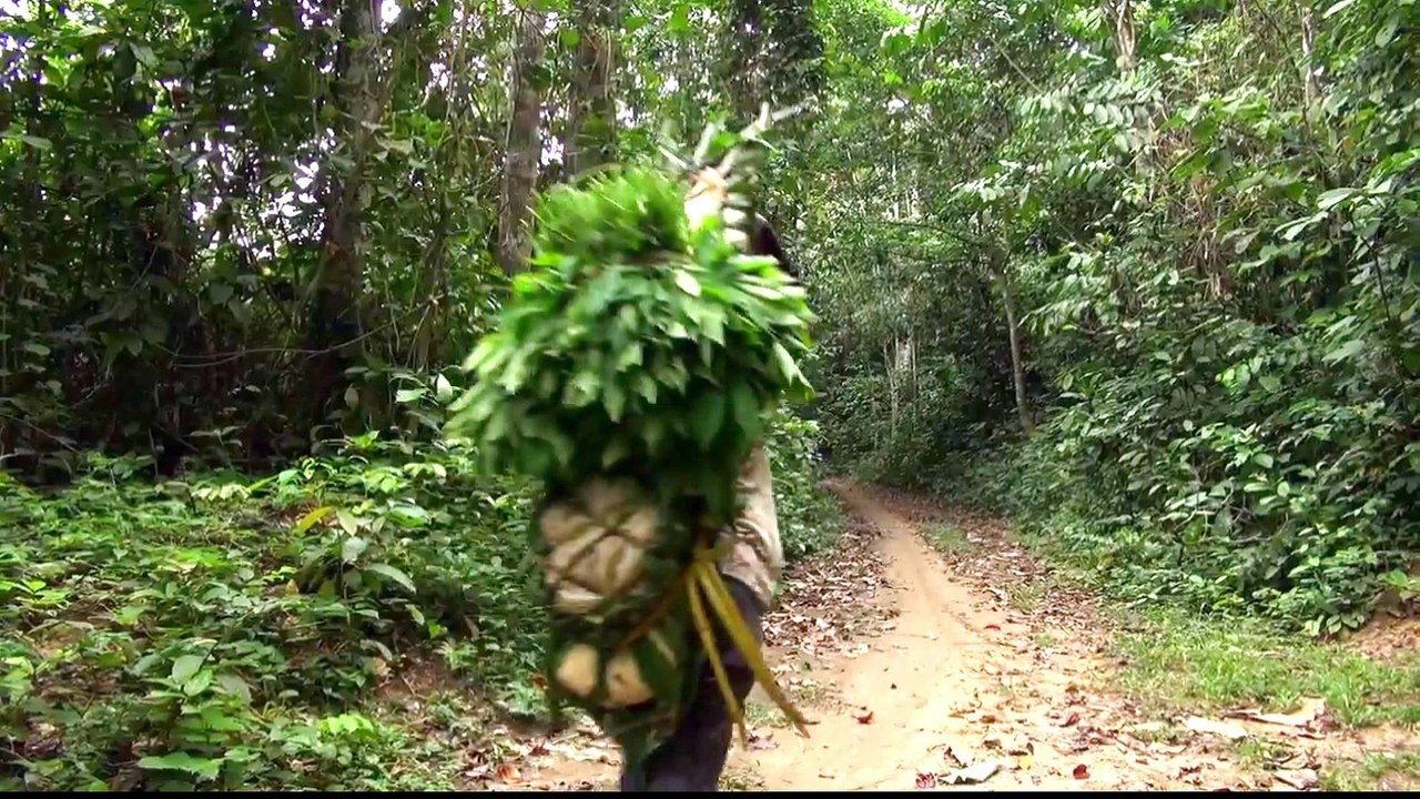 European demand for wood rapidly shrinking DRC's rainforest