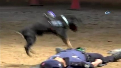 Kalp Masajı Yapan Köpek Gönülleri Fethetti