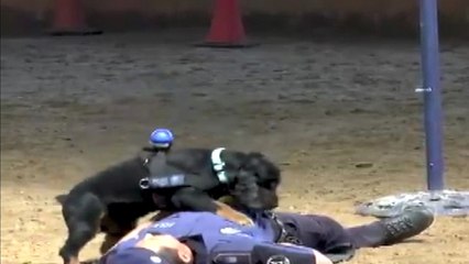 Kalp Masajı Yapan Köpek