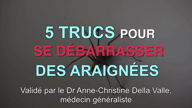 5 astuces naturelles contre pour les araignées