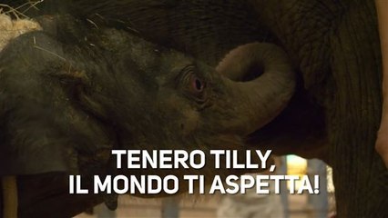 Tenero Tilly, il mondo ti aspetta!