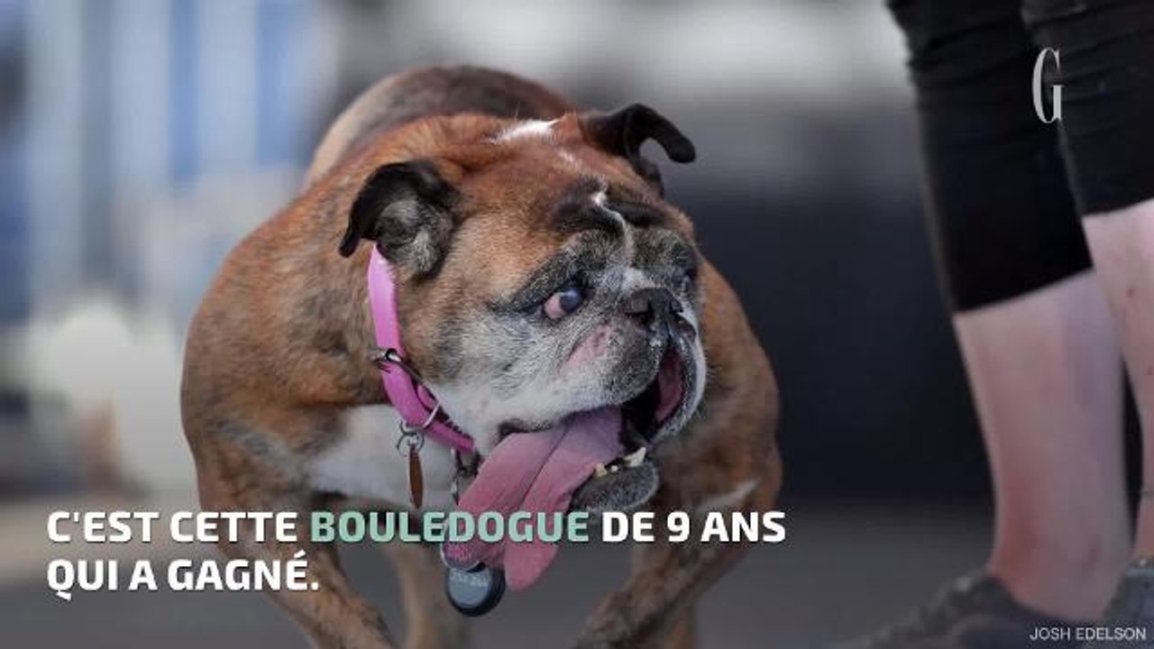 Zsa Zsa, le bouledogue élu le chien le plus laid du monde
