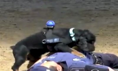 Kalp masajı yapan köpek fenomen oldu