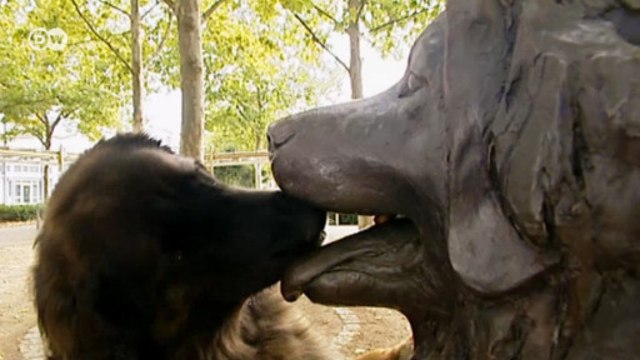 Европейские породы собак