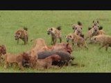 REAL~Animals attack - hyenas vs lions - animals attact ~fight
