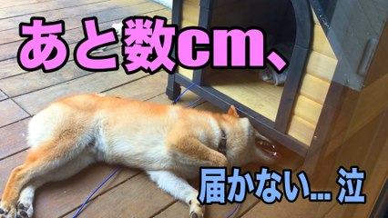 ボールが取れなイーヌ。