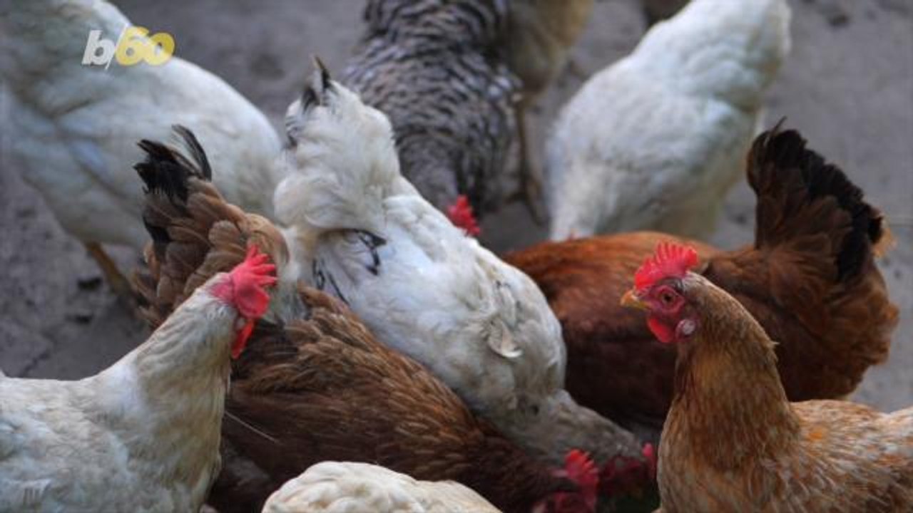 Are Eggs Dairy?