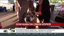 Dünyanın en çirkin köpeği