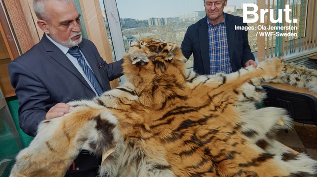 Opération Thunderstorm : plus de 30 000 animaux sauvages saisis