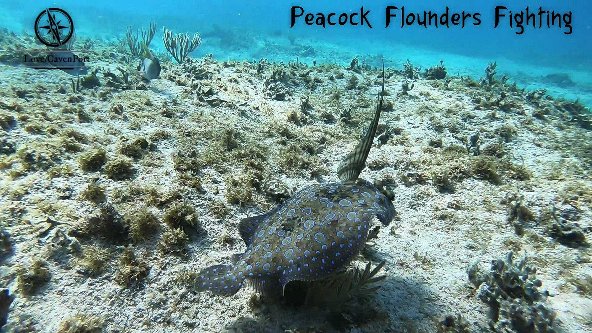 Peacock Flounders Fighting
