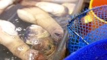 Japanese Street Food - GIANT GEODUCK CLAM Japan Seafood