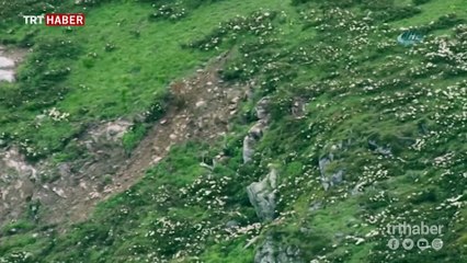 Dişi geyik, yavrularına saldırmaya çalışan kurdu kovaladı