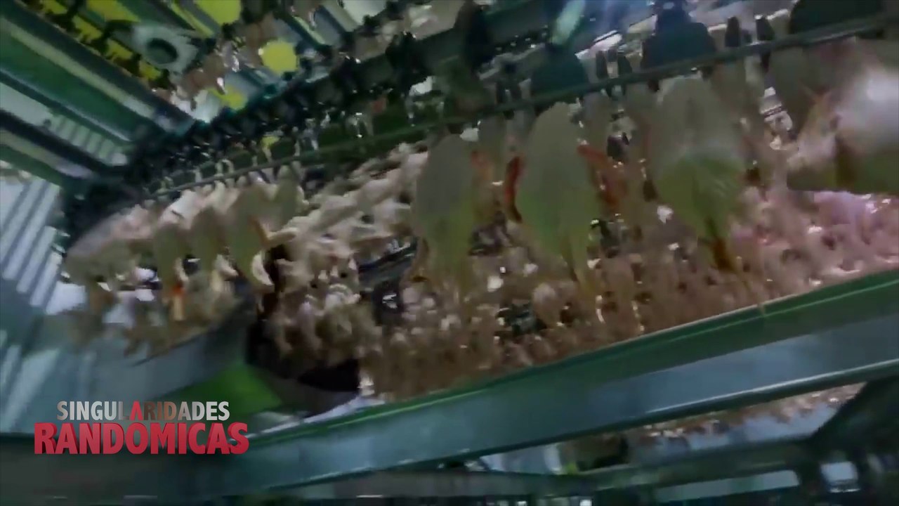 Você nunca mais vai comer isso de novo ou vai