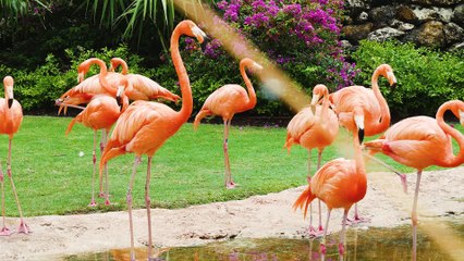 Saison 2 #5 - Gastronomie par Cuisine Moi Un Mouton - Bahamazing Experiences