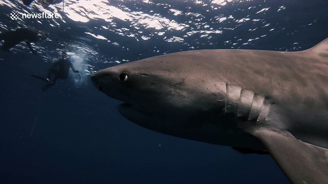 Terrifying close encounter with massive Tiger sharks off Florida coast