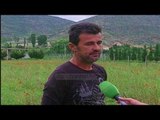 Fermerët e Korçës zgjedhin bimët medicinale  - Top Channel Albania - News - Lajme