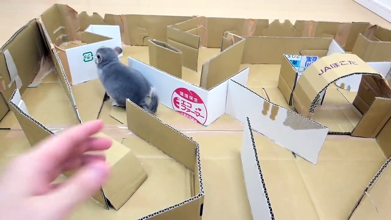 チンチラを迷路で遊ばせてあげたら予想以上の反応！