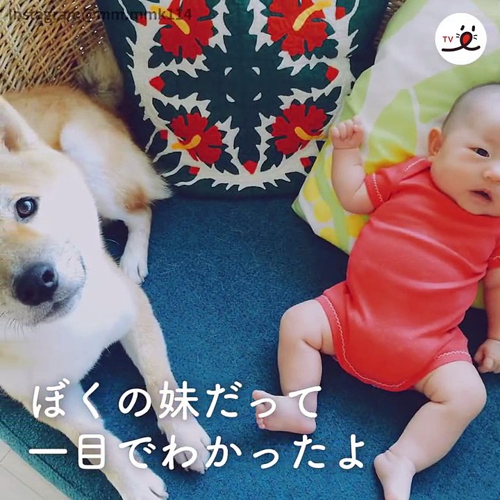 ぼくたち仲良し兄弟！心優しい柴犬のお兄ちゃんとの絆【PECO TV】