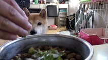 柴犬小春　苦手なものからは目線を逸らすスタイル！お初のレタスに挑戦。Shiba Koharu tries Lettuce for the first time