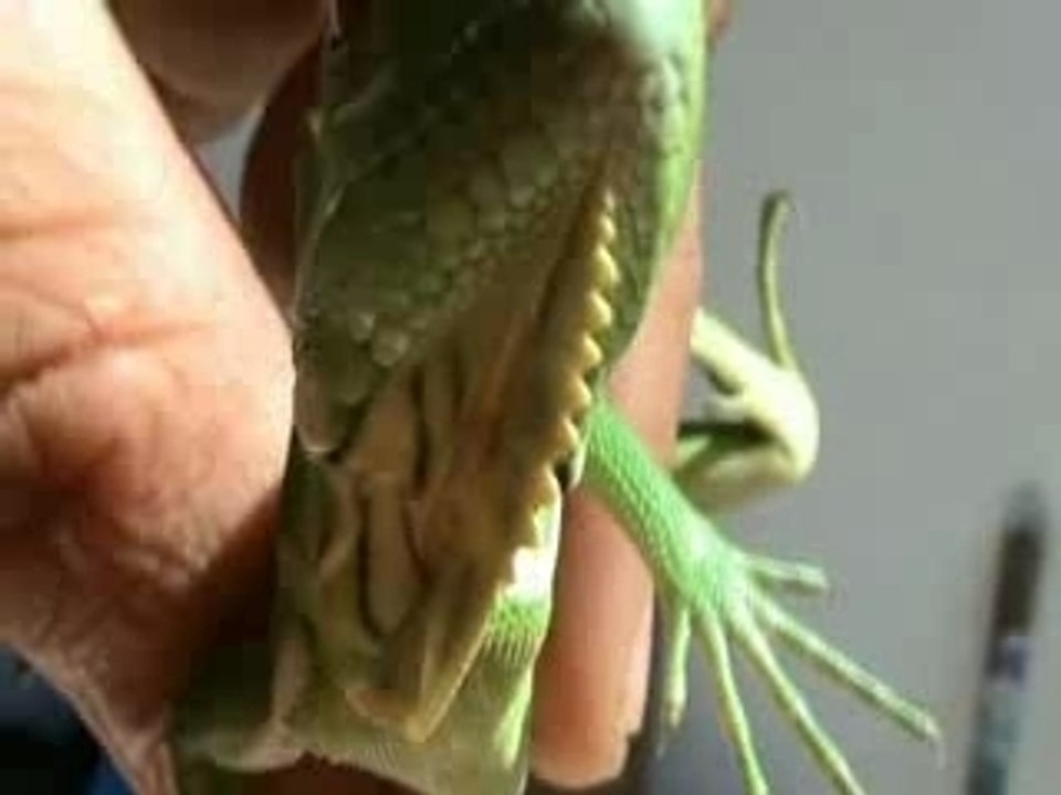Bébé Iguane