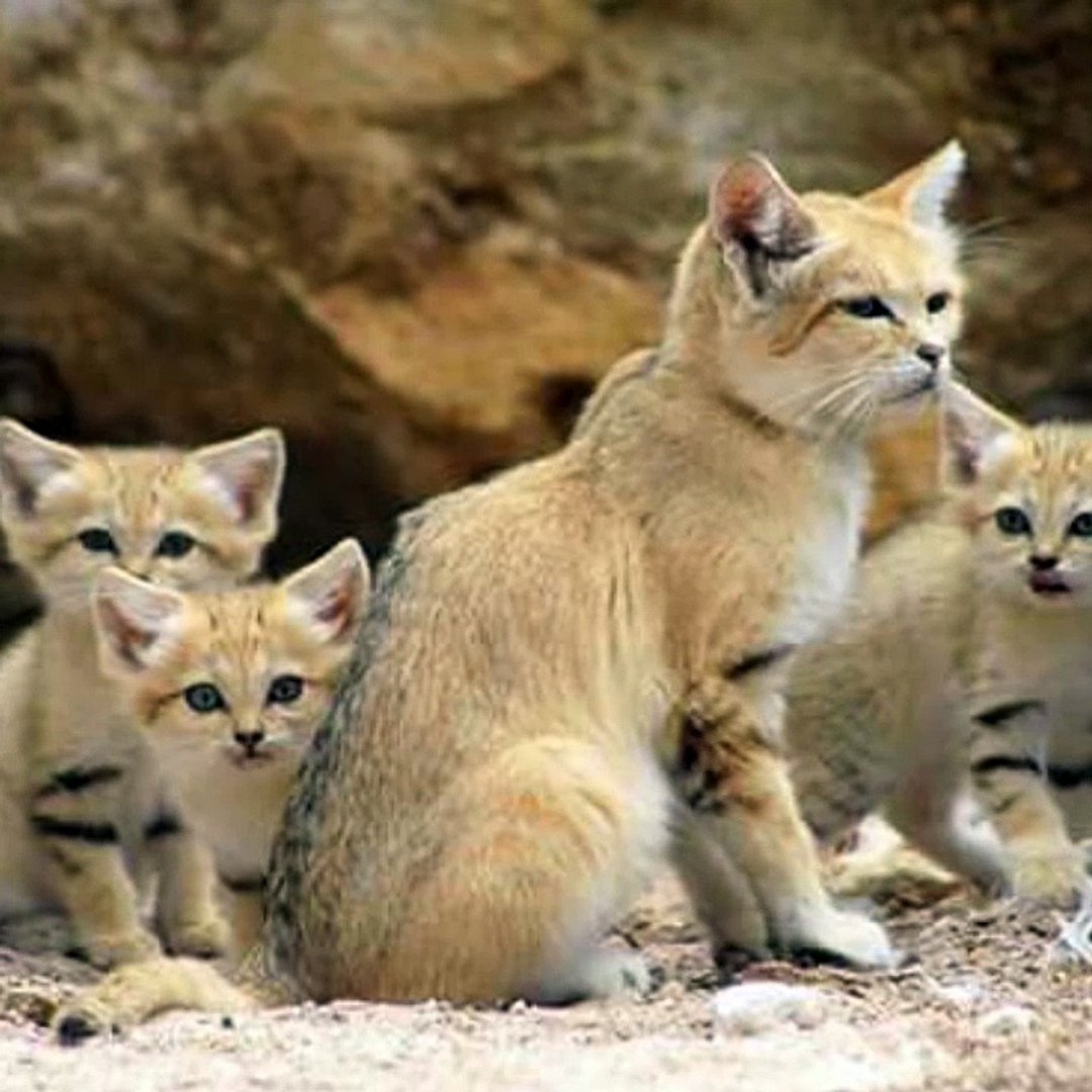 Sand cats dessert cats