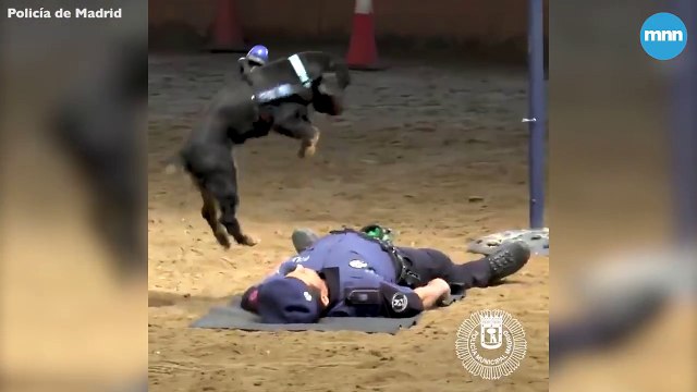 Un chien de police essaye de sauver un policier avec du RCP !