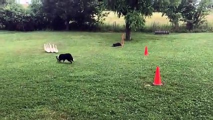 Deux chiens arrive à diriger des oies vers une cage !