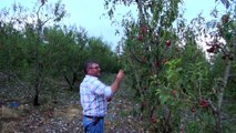 Dolu yağışı sonrası ekili araziler zarar gördü