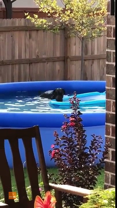 Un chien grillé en train de s'amuser dans la piscine