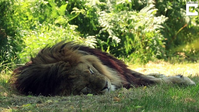 L'heure de la sieste dans un Safari park... Lions, tigres, rhinocéros, tout le monde dort