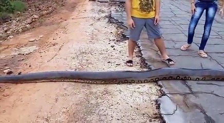 Il croise un énorme serpent de 6m au milieu de la route