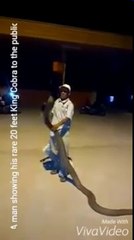 Il joue avec son cobra royal de 3m de long