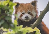 Chester Zoo Welcomes 1-Year-Old Endangered Red Panda